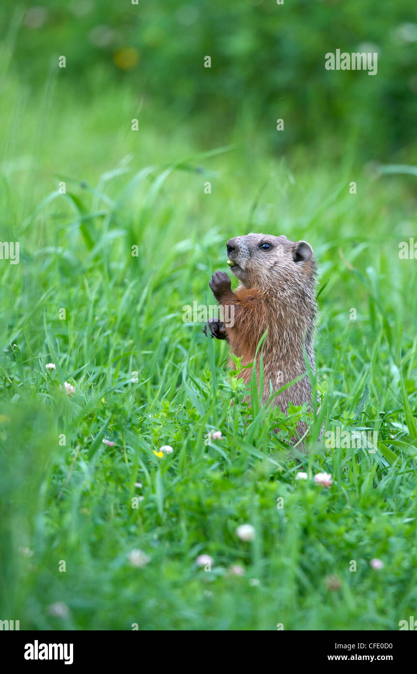(Marmota marmota monax) o Woodchuck alerta permanente para ver por encima de los pastos-sosteniendo la semilla en la boca. El lago Superior, Ontario. Foto de stock