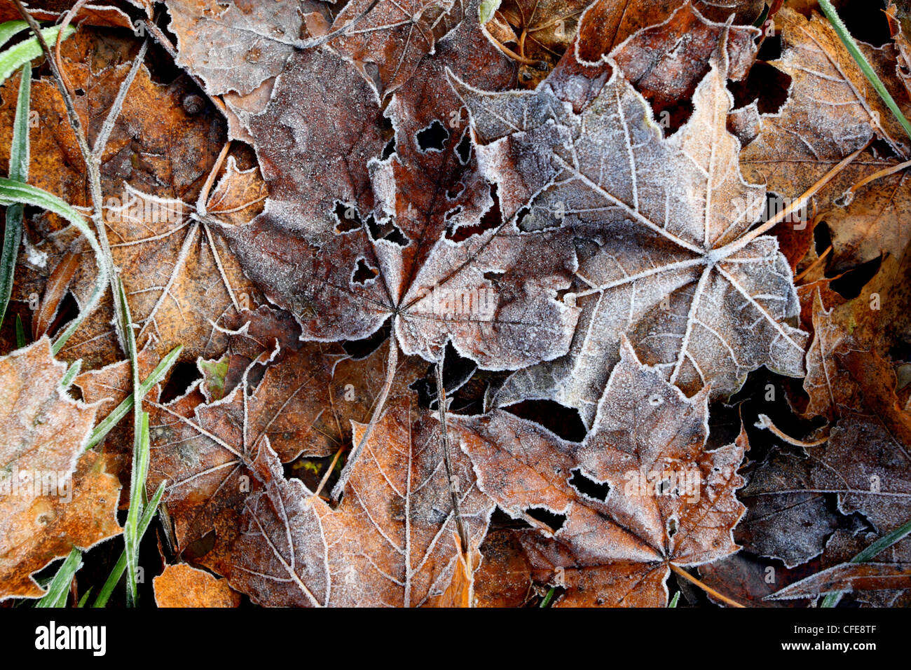 Congelación hojas de árbol en el suelo Foto de stock