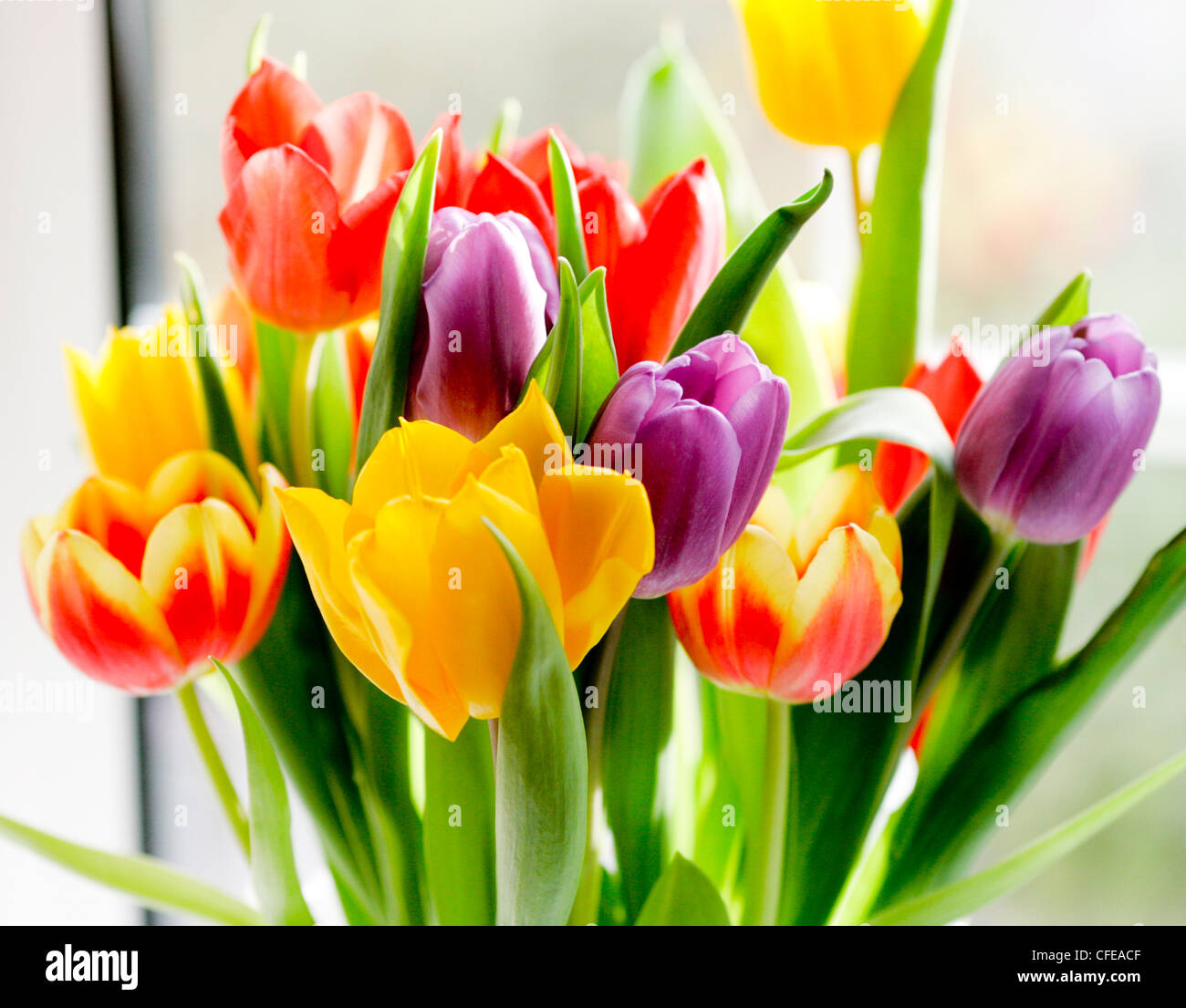 Coloridas flores tulipanes Foto de stock