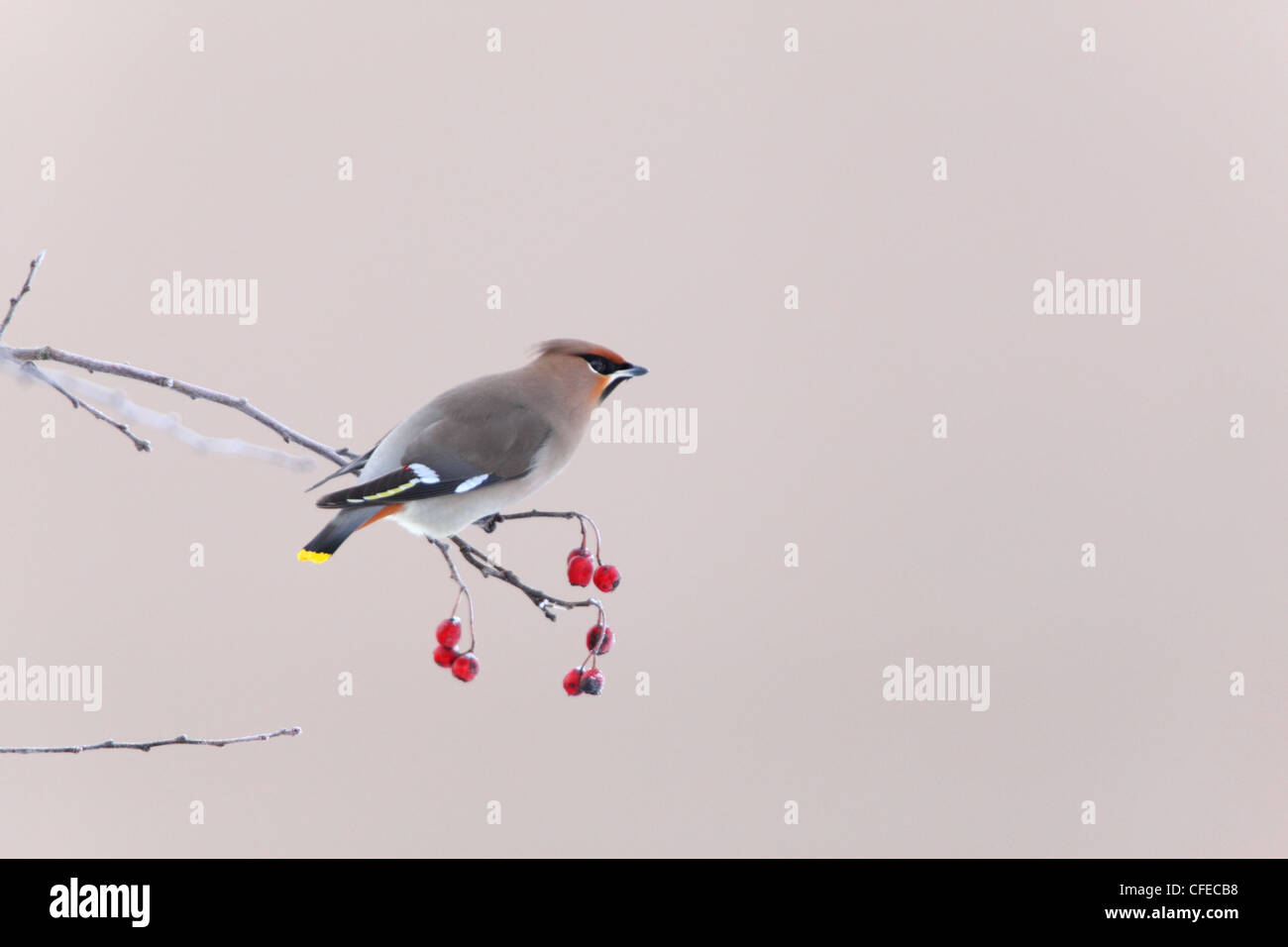 Waxwing europeo (Bombycilla garrulus). Europa Foto de stock