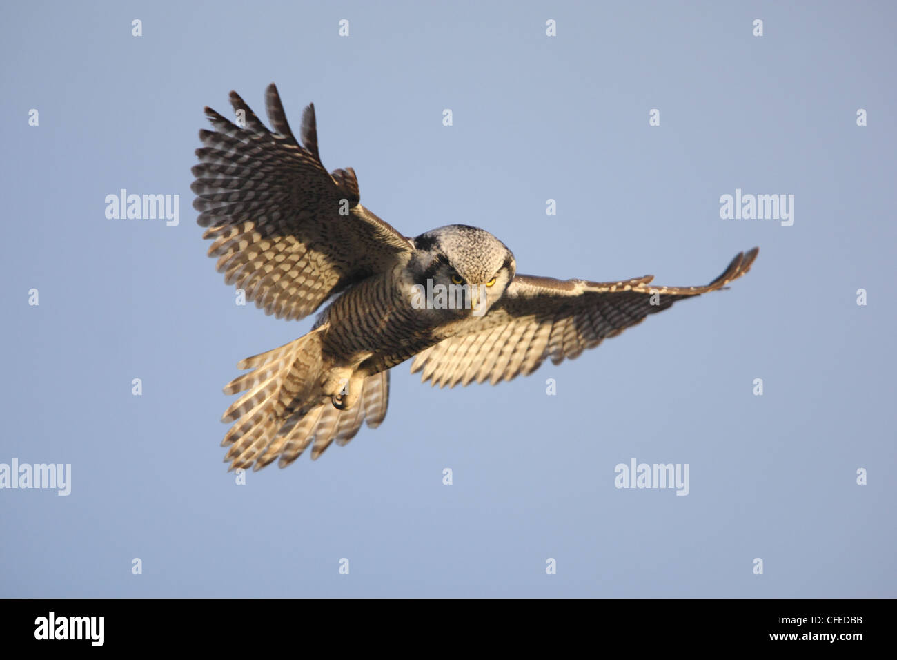 Un halcón Norte Owl flotando por encima de su terreno de caza. Europa Foto de stock