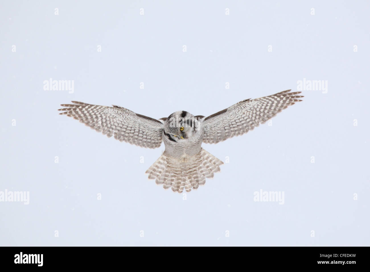 Un halcón Norte Owl flotando por encima de su terreno de caza. Foto de stock