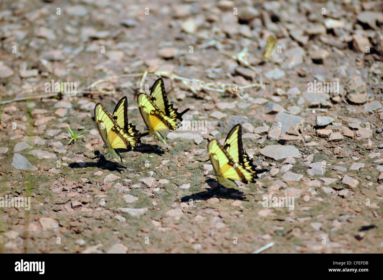 Mariposas amarillas sudamericanas. Parque Nacional Iguazú, Misiones, Argentina Foto de stock