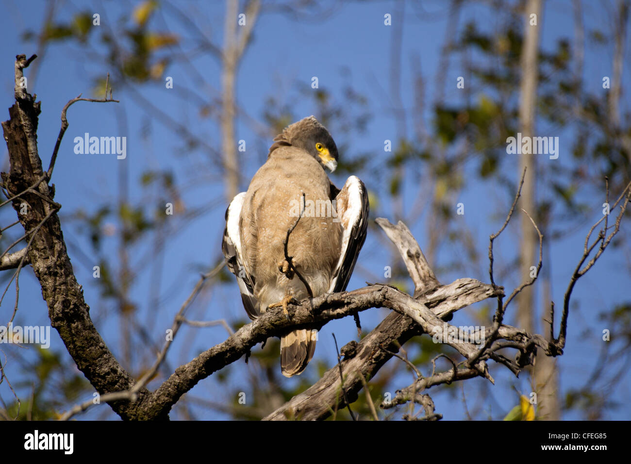 Crested Serpiente águila sobre un árbol en el Parque Nacional Bandhavgarh Foto de stock
