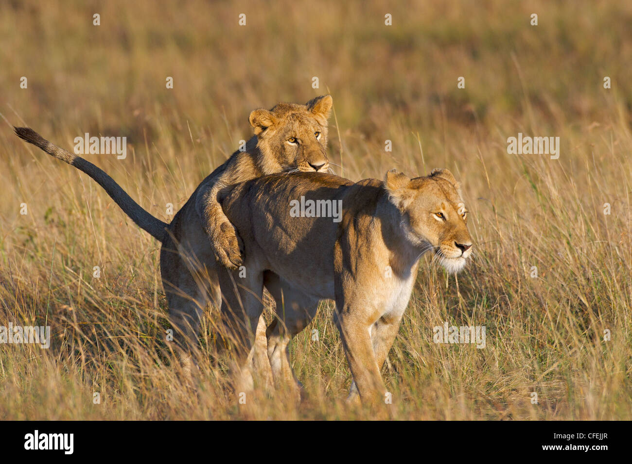 León Africano (Panthera leo) un cachorro jugando a cazar con mamá. Jóvenes  leones aprender habilidades de supervivencia crítica a través de estos  juegos Fotografía de stock - Alamy