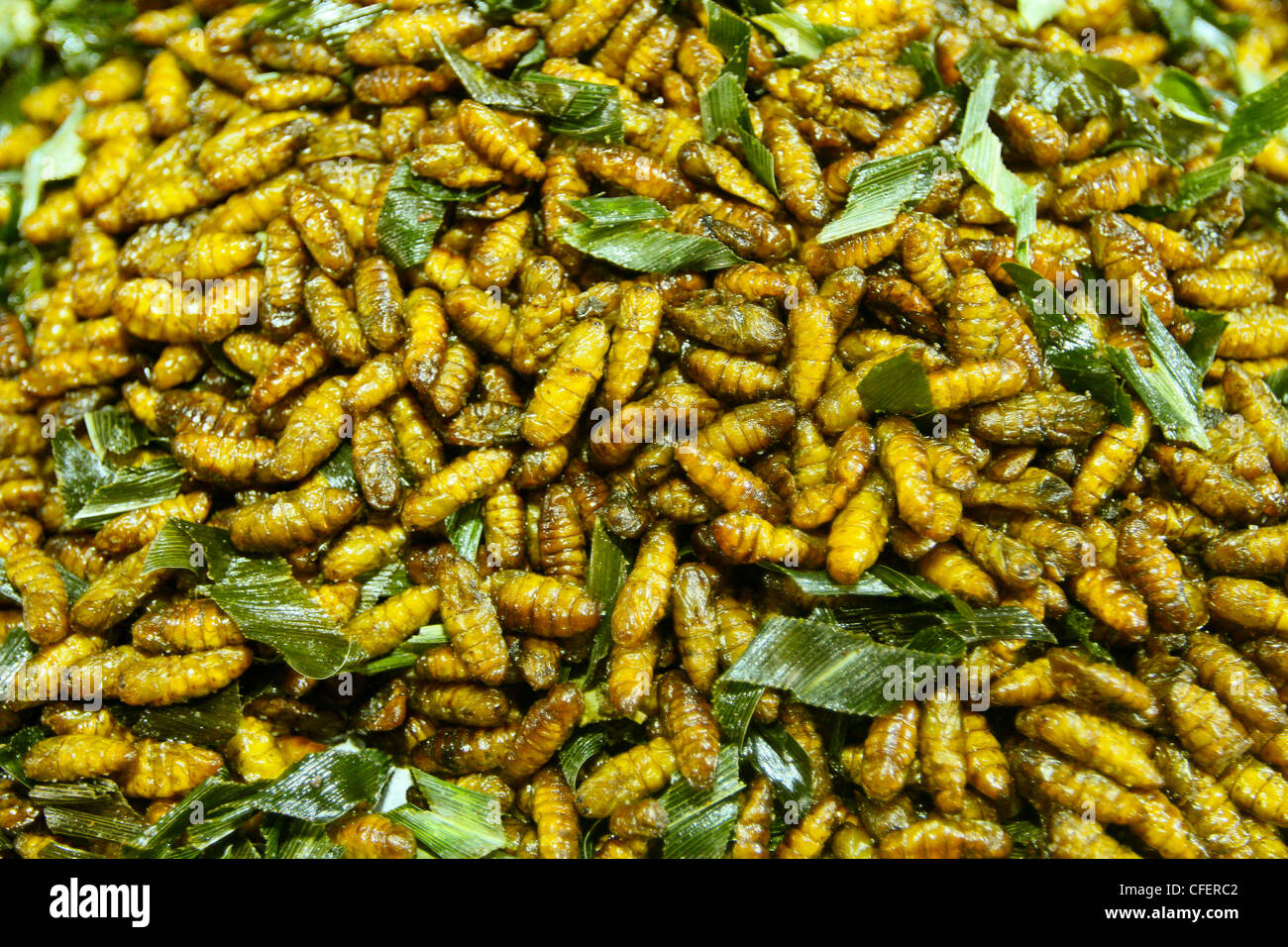 Las larvas fritas - delicias asiáticas. Foto de stock