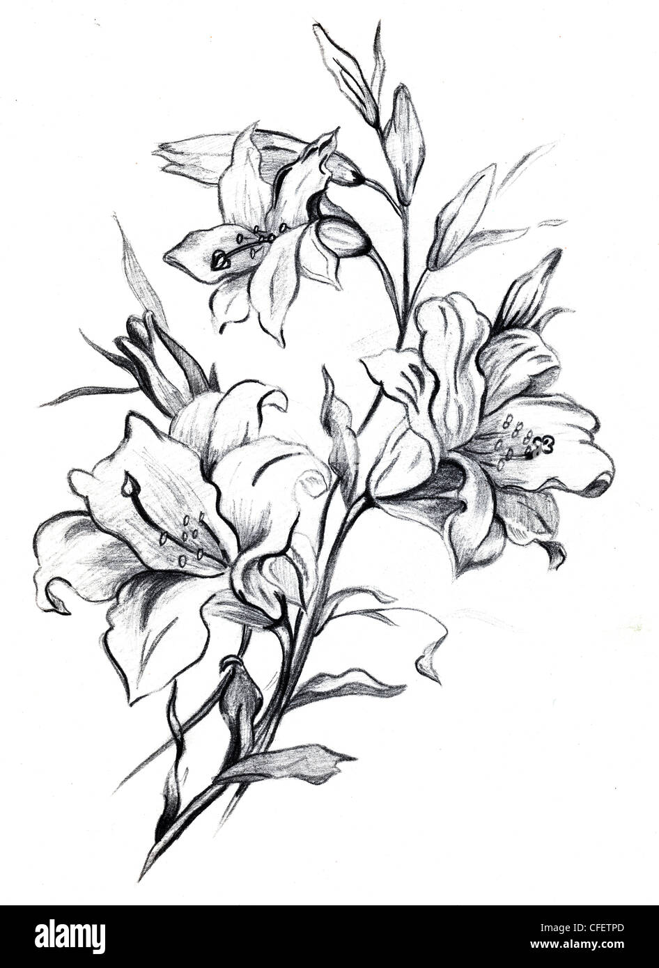 Rama de una flor de lis Fotografía de stock - Alamy