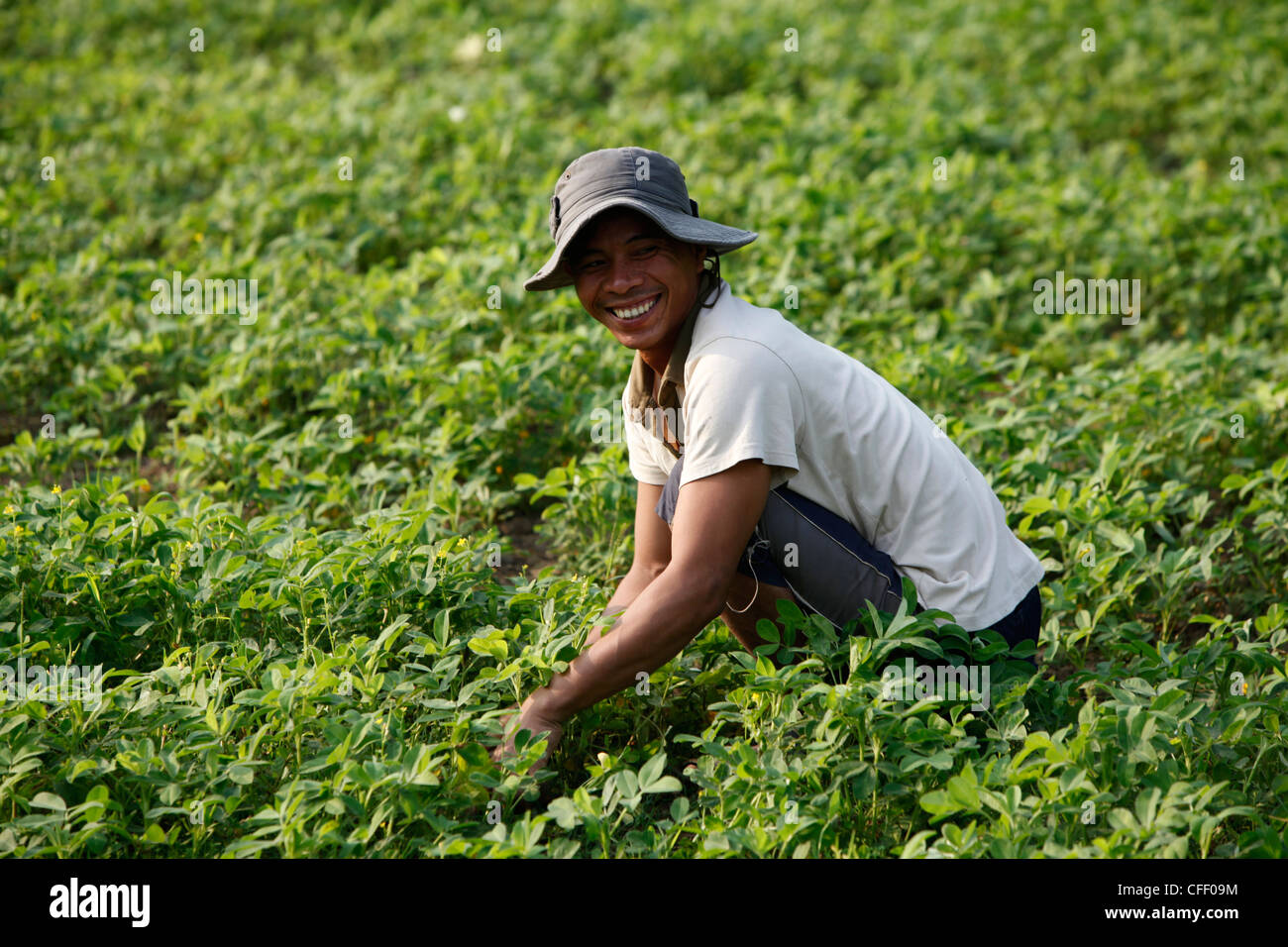 Granjero crecer verdes, Kampot, Camboya, Indochina, en el sudeste de Asia, Asia Foto de stock