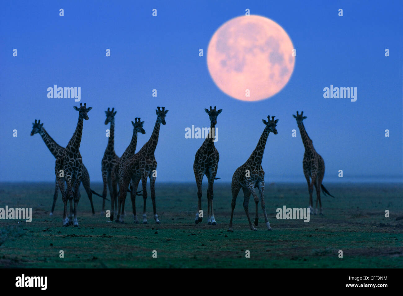 Massai jirafas en luna llena, el Serengeti, Tanzania, África oriental, África Foto de stock