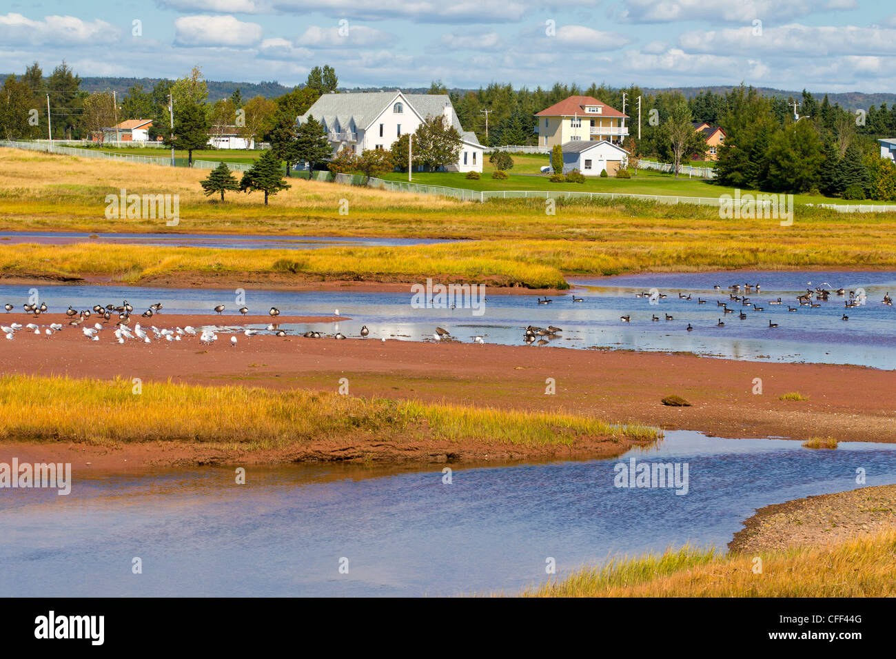 La migración de los gansos de Canadá y gaviotas, Hope Town, Gaspe, Quebec, Canadá Foto de stock