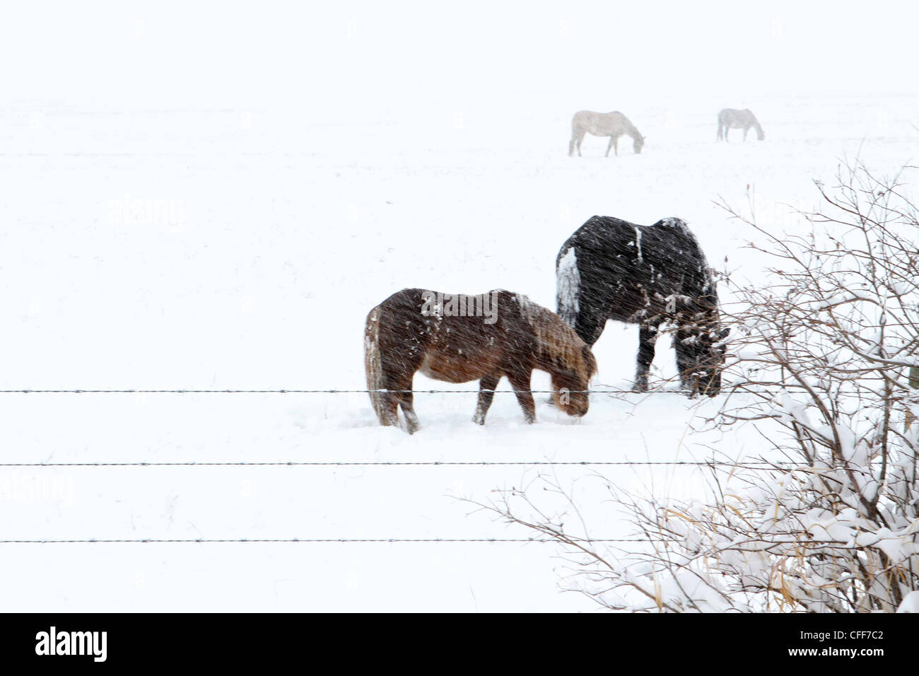 El forrajeo de caballo en una nevada mañana de invierno. Foto de stock