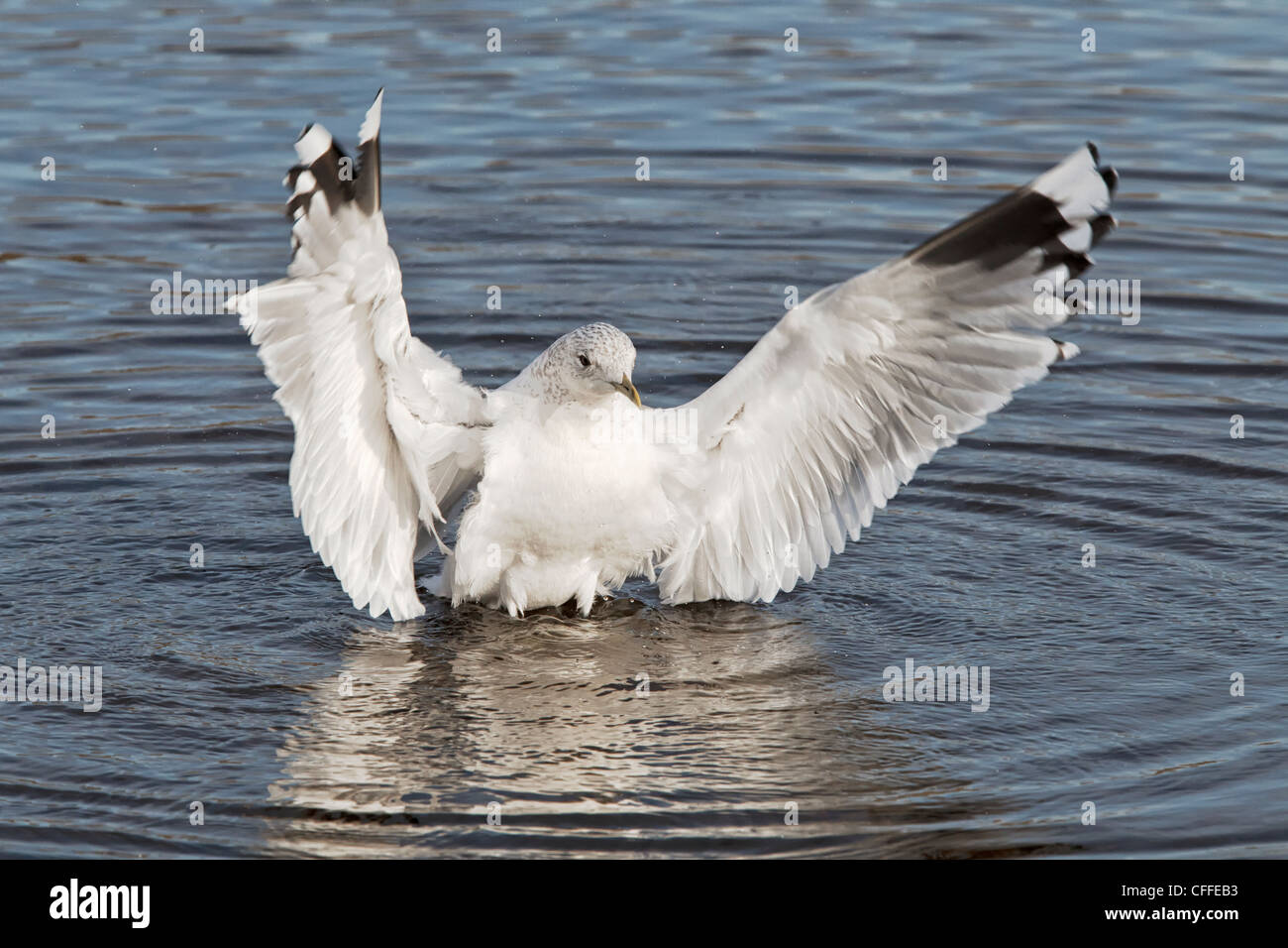 Batir las alas de gaviota común después del lavado Fotografía de stock -  Alamy
