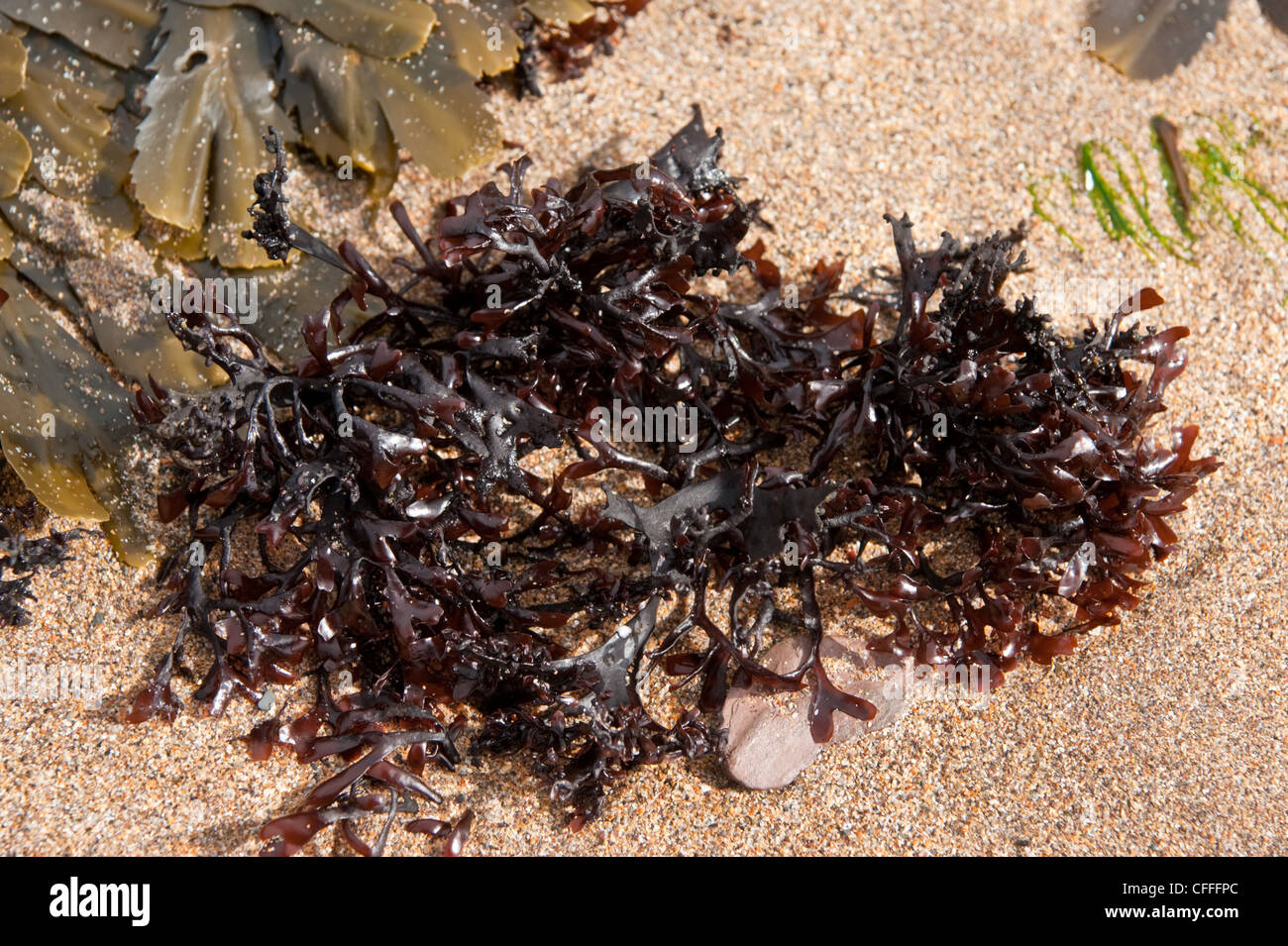 Un cierre de curly alga roja sobre una playa de arena Foto de stock
