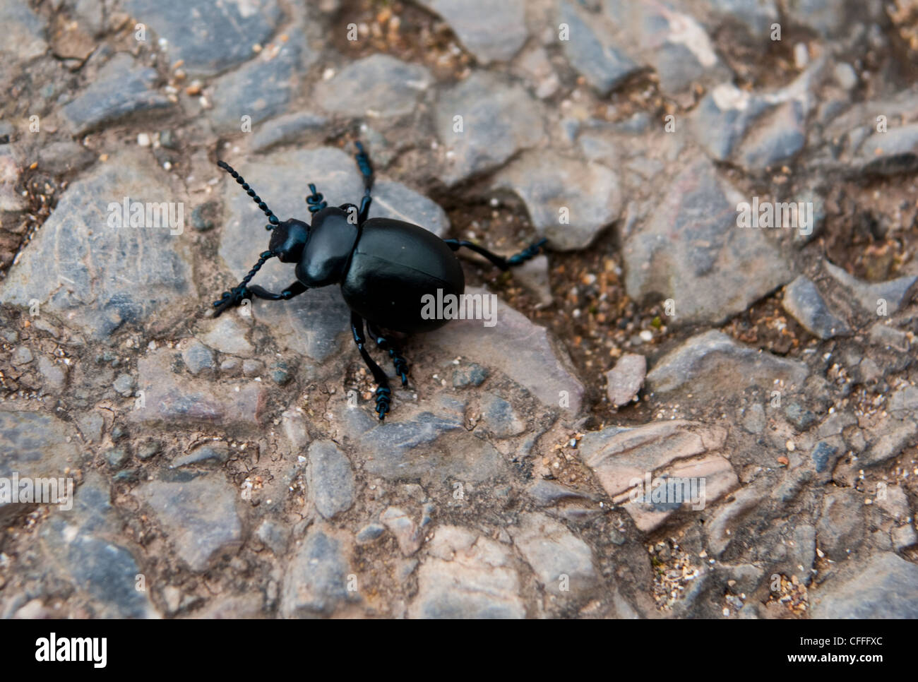 Un escarabajo negro arrastrándose a lo largo de un camino de piedra. Foto de stock