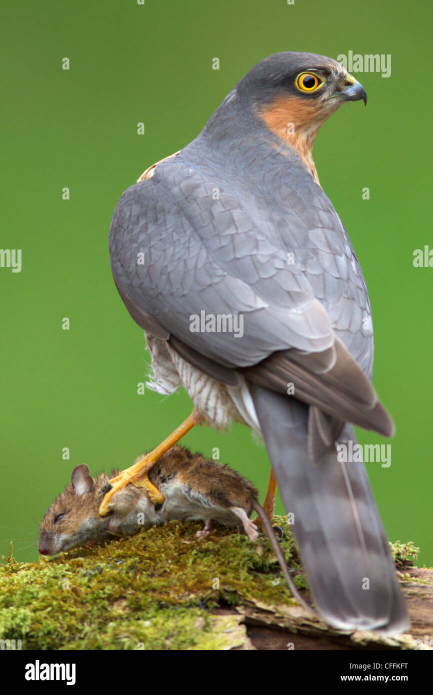 Vista de cerca de un macho de Gavilán (Accipiter nisus) sentado en una rama de un árbol muerto con un ratón en sus garras Foto de stock