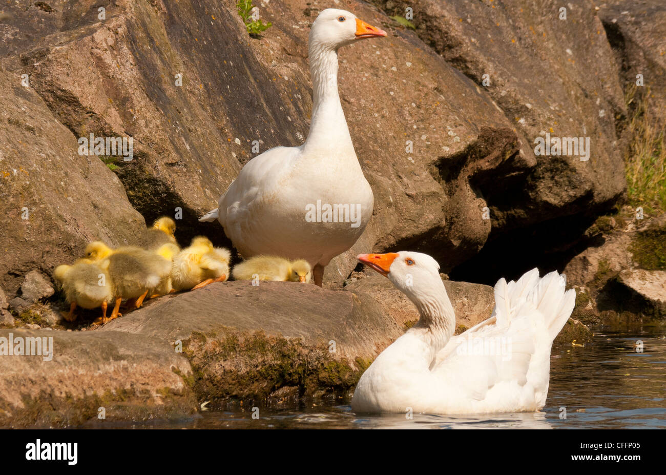 Embden gansos blancos y romana con cinco gosling's en las rocas por el río Bure en Aylsham, Norfolk, Inglaterra, Reino Unido. Foto de stock