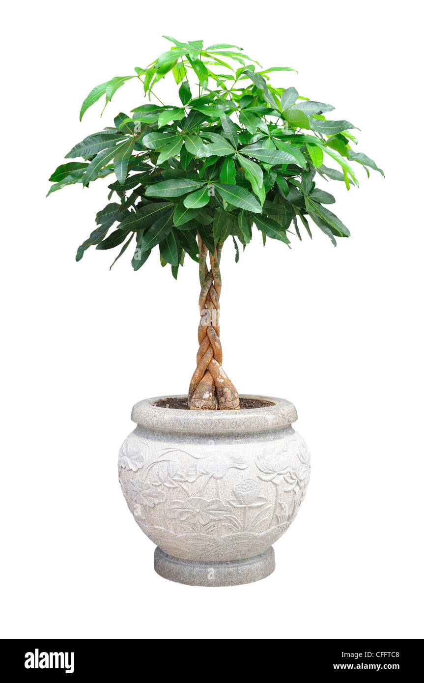 Asian pequeño árbol decorativo aislado en blanco Foto de stock