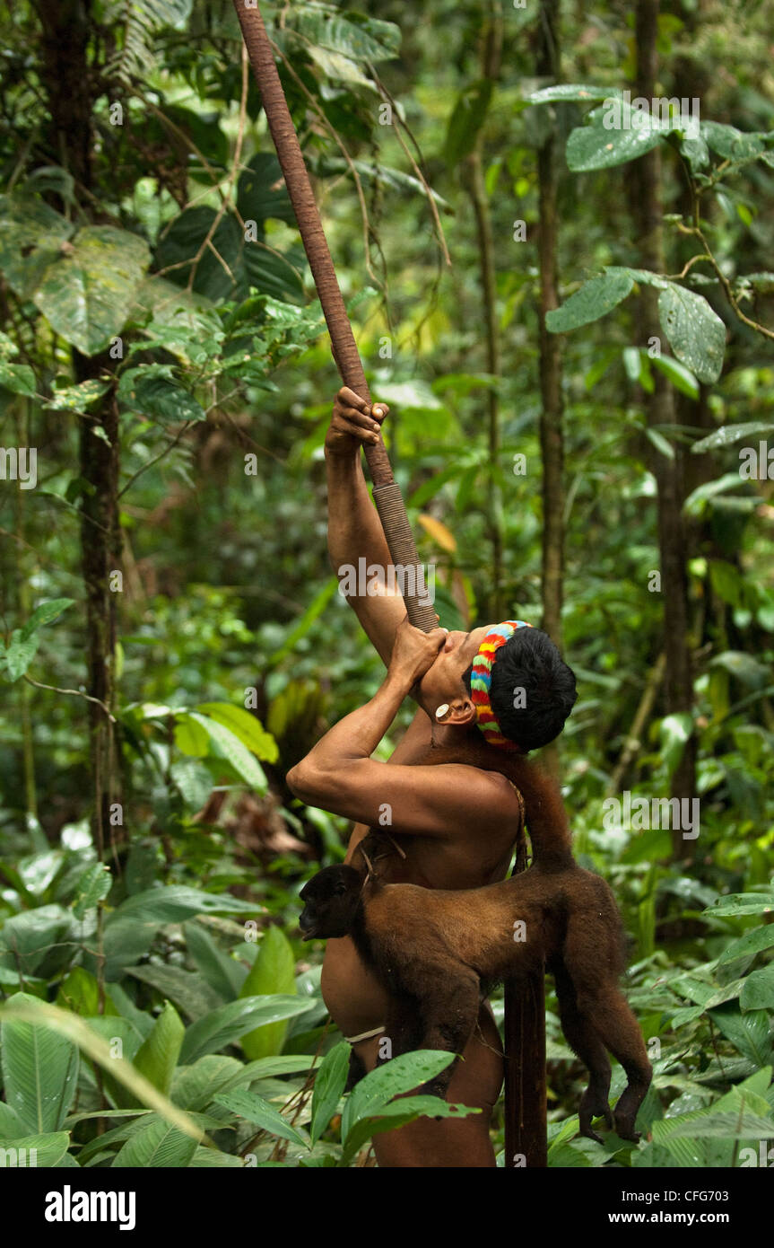 Indios Huaorani llevando un choro ha rodado con su soplete. Comunidad Gabaro, Yasuni NP, selva Amazónica, Ecuador Foto de stock