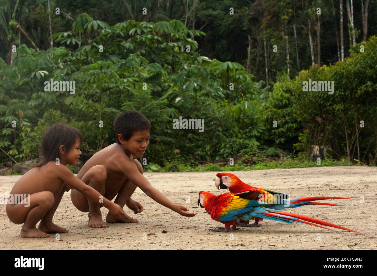 Los niños indios Huaorani jugando con pet guacamayos escarlata. Comunidad Gabaro, Parque Nacional Yasuní, selva Amazónica, Ecuador Foto de stock
