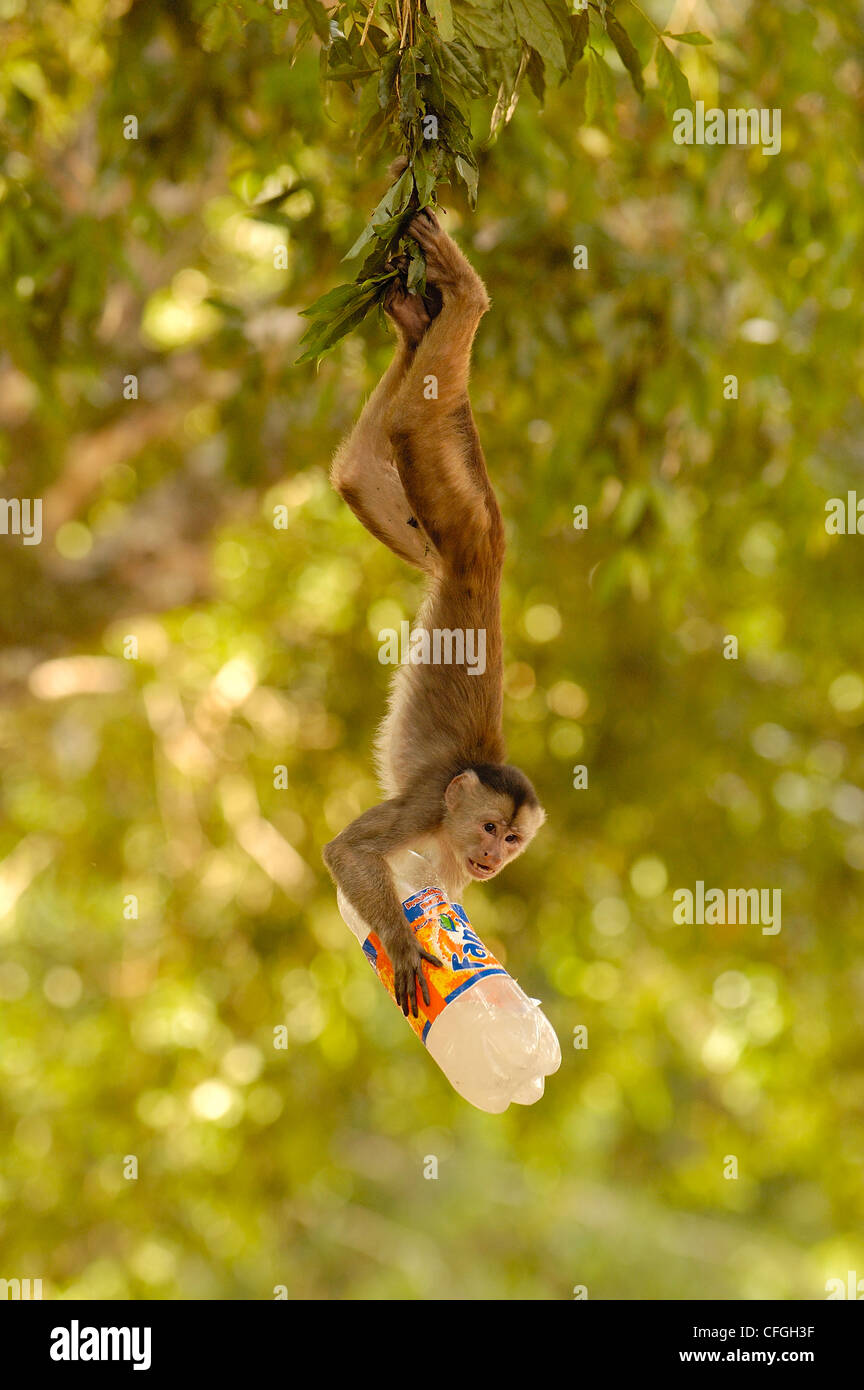 Mono Capuchino de fachada blanca con 'personas' los alimentos, Puerto Misahuallí, selva Amazónica, Ecuador Foto de stock