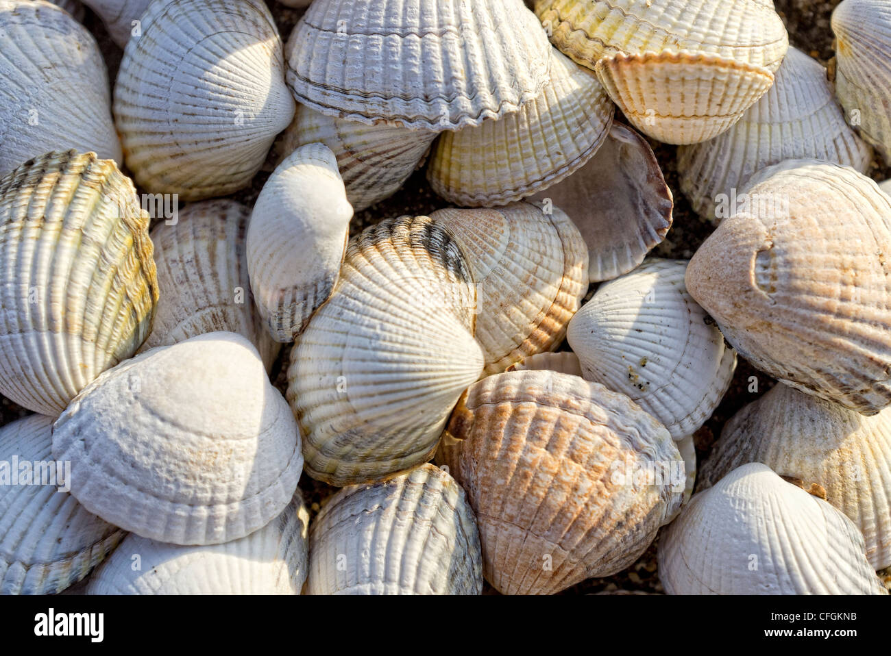 conchas de mar Foto de stock