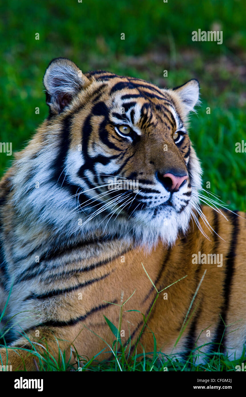 Retrato de un tigre de Sumatra en peligro cautivo descansando en la hierba. Foto de stock