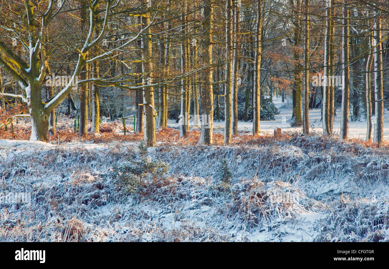 Fuertes heladas de mediados de invierno Cannock Chase AONB (zona de excepcional belleza natural) en Staffordshire Inglaterra Foto de stock