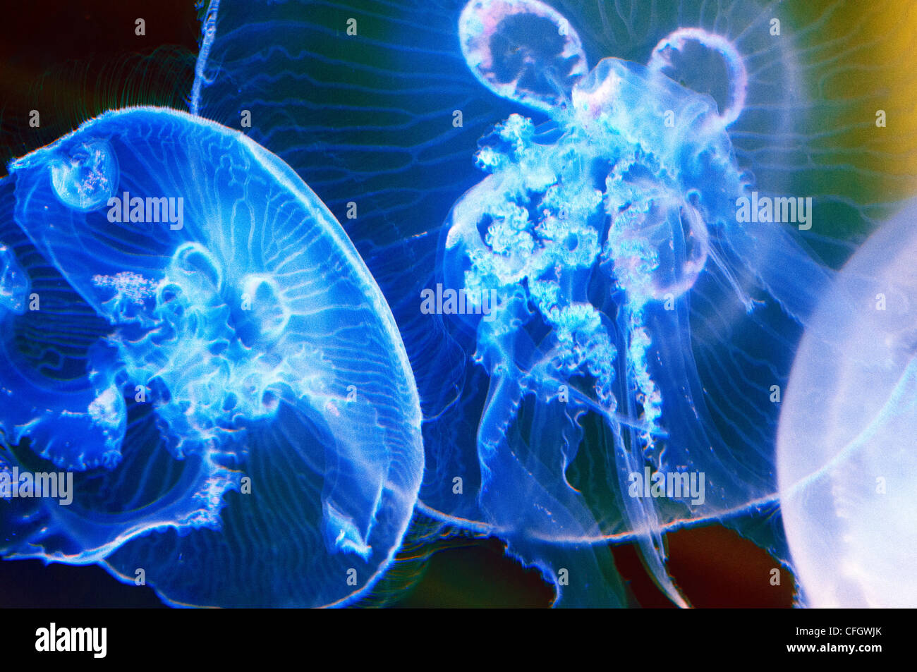 La medusa Luna jelly Foto de stock