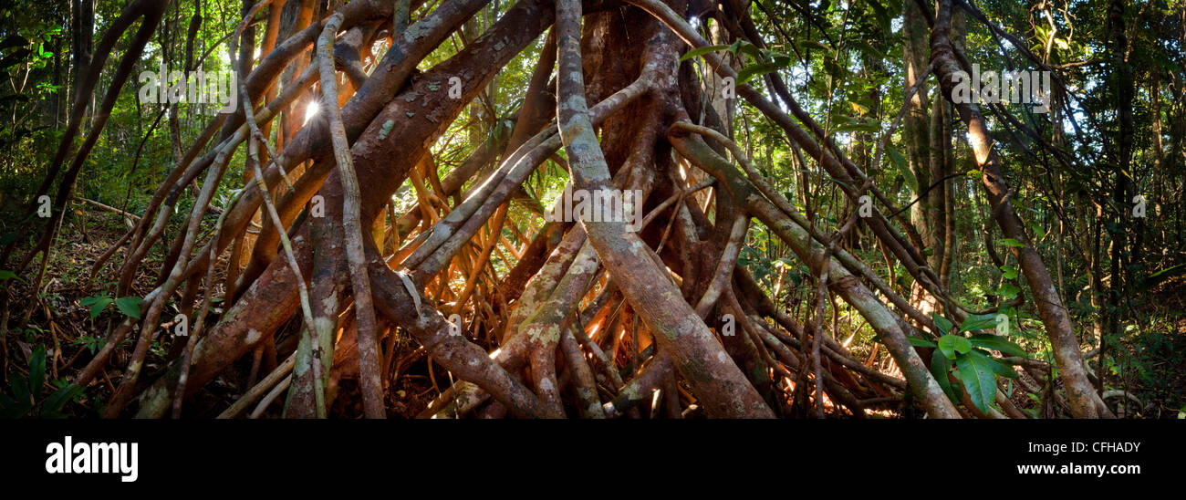 Las raíces de los árboles, Antena de bosque lluvioso de bajura. Parque Nacional de la península de Masoala en Madagascar. Cosido Panorama. Foto de stock