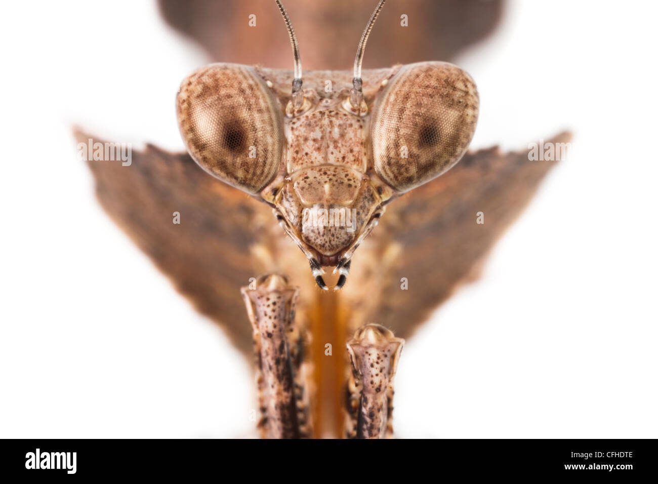 Mantis hoja muerta, cerca de la cabeza. En cautiverio, originarias del sudeste de Asia. Foto de stock