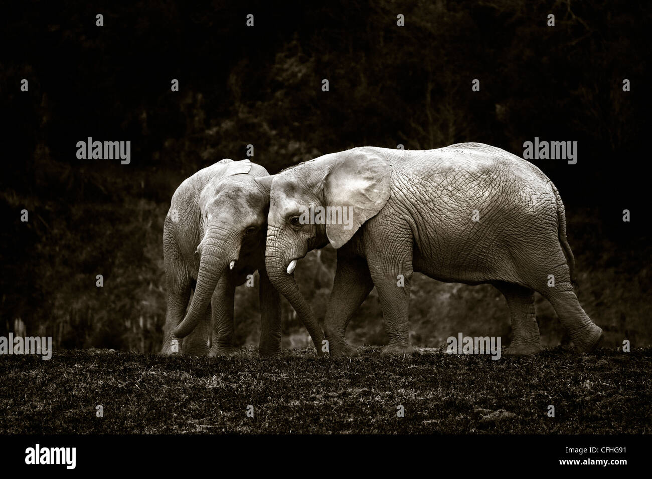 Dos jóvenes elefantes africanos, Cabarceno, España Foto de stock