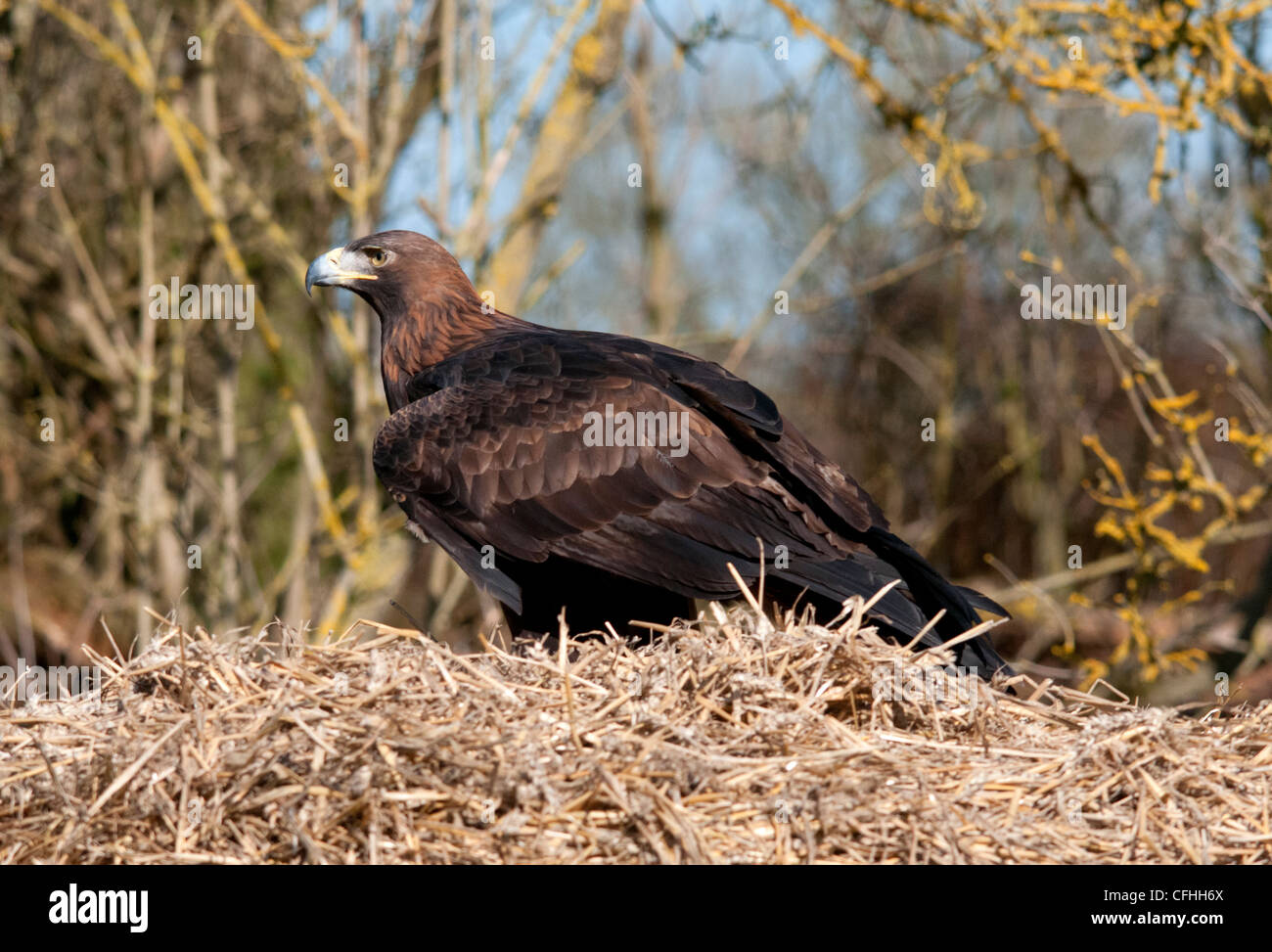 Golden Eagle de pie sobre un fardo de heno Foto de stock