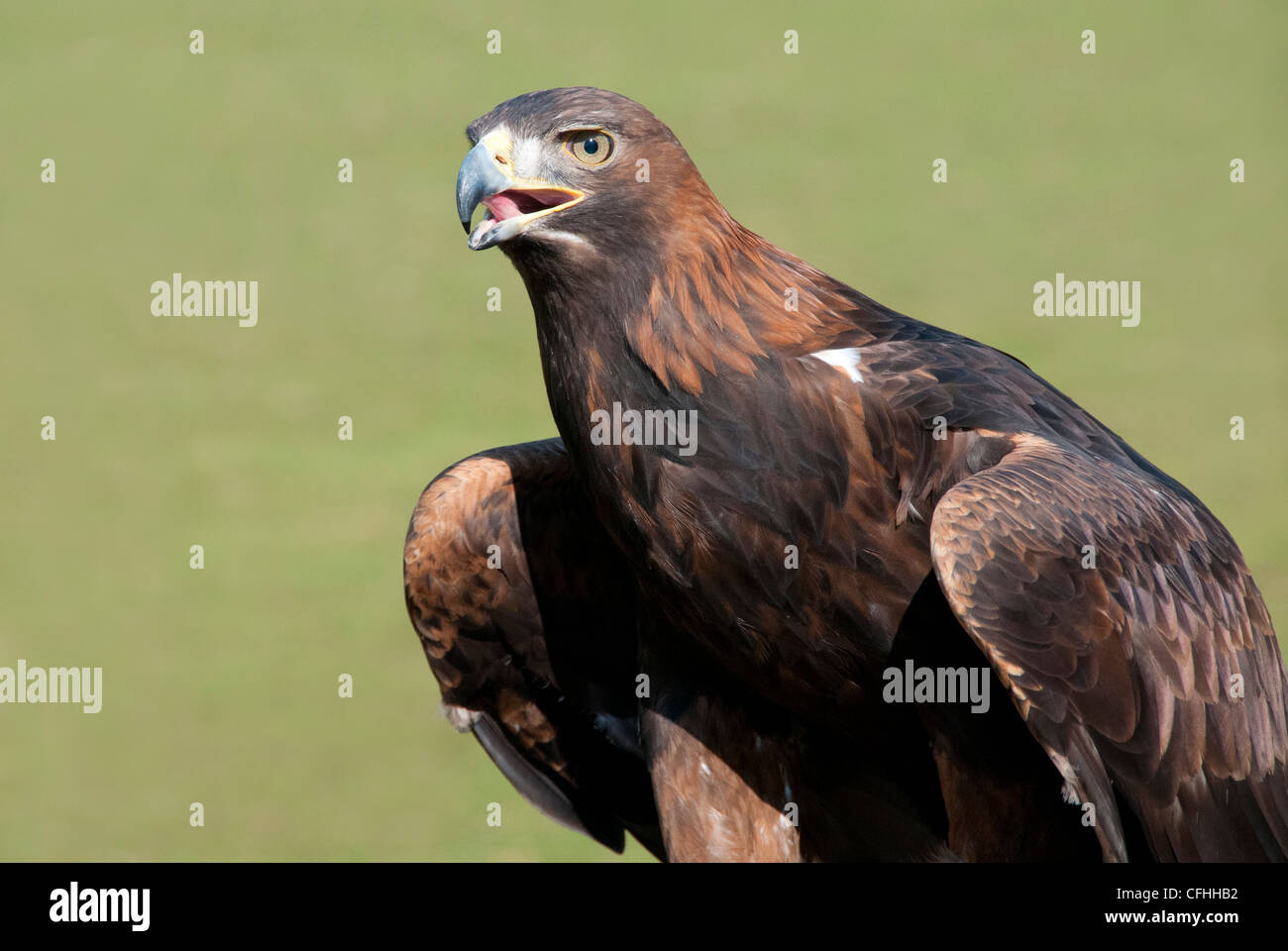 Un disparo de cabeza y hombros de un águila dorada Foto de stock
