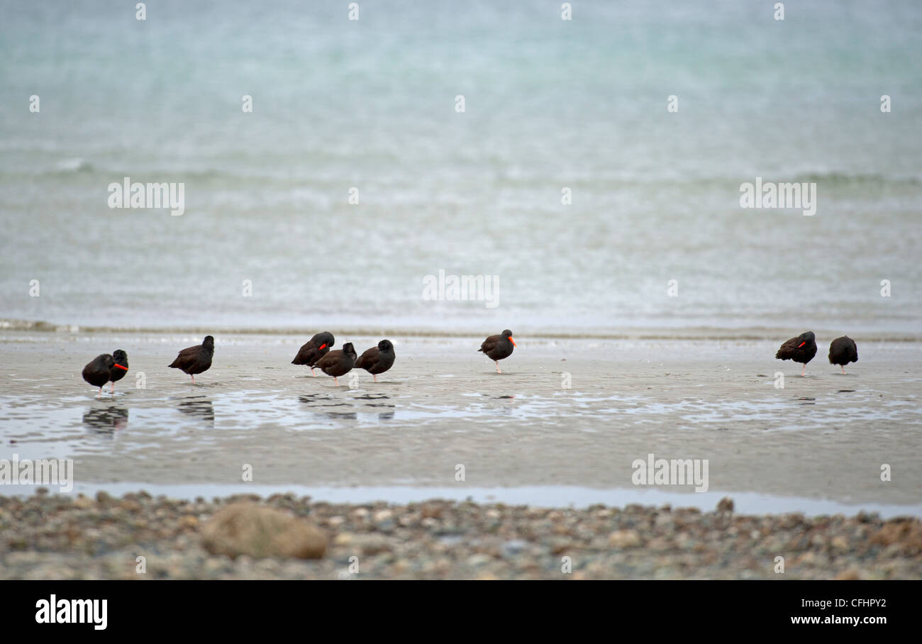 Ostreros negros que se ciernen sobre el tideline en Qualicum, Vancouver Island. British Columbia. Canadá. Foto de stock