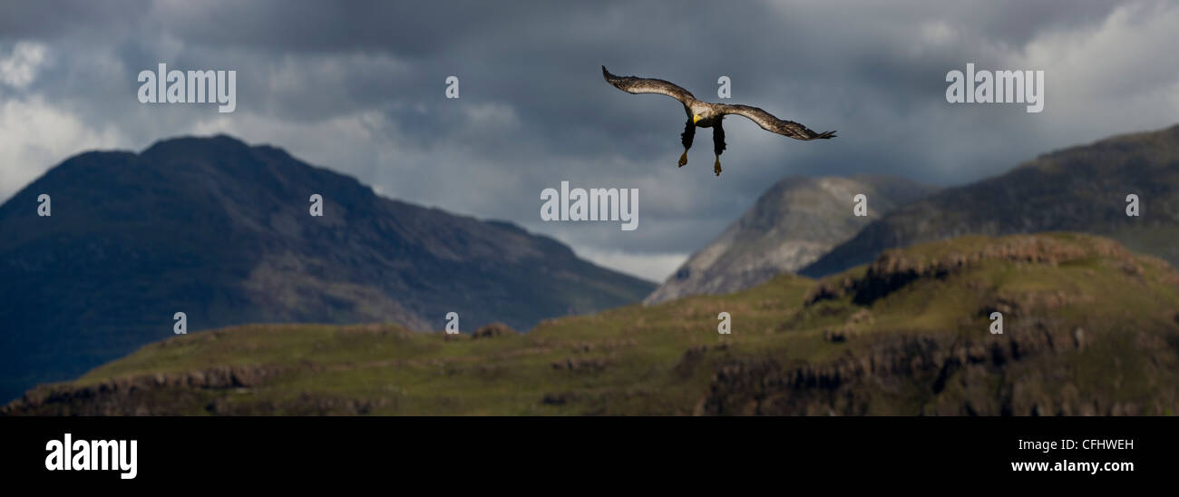 Macho Pigargo aterriza sobre loch Na Keal, con Ben más en el fondo, la isla de Mull, Escocia Foto de stock