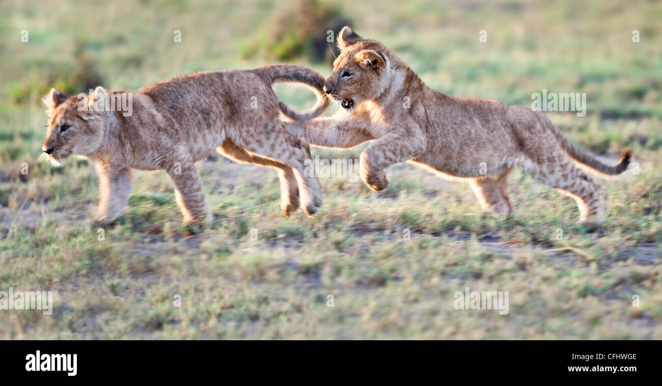 Cachorros de leones africanos, alrededor de 4 meses de edad, jugando juntos, grandes pantanos, Serengeti, Tanzania Foto de stock