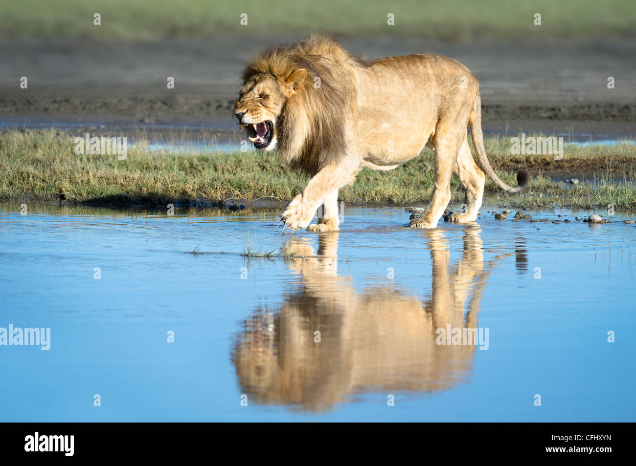 León Africano macho mostrando la reflexión en gran pantano, Ndutu, Serengeti, Tanzania Foto de stock