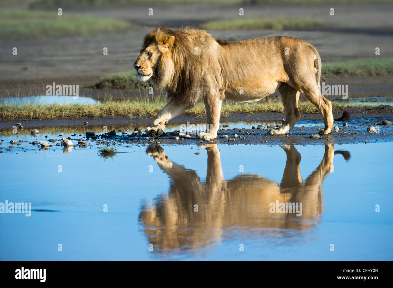 León Africano macho mostrando la reflexión en gran pantano, Ngorongoro, Serengeti, Tanzania Foto de stock