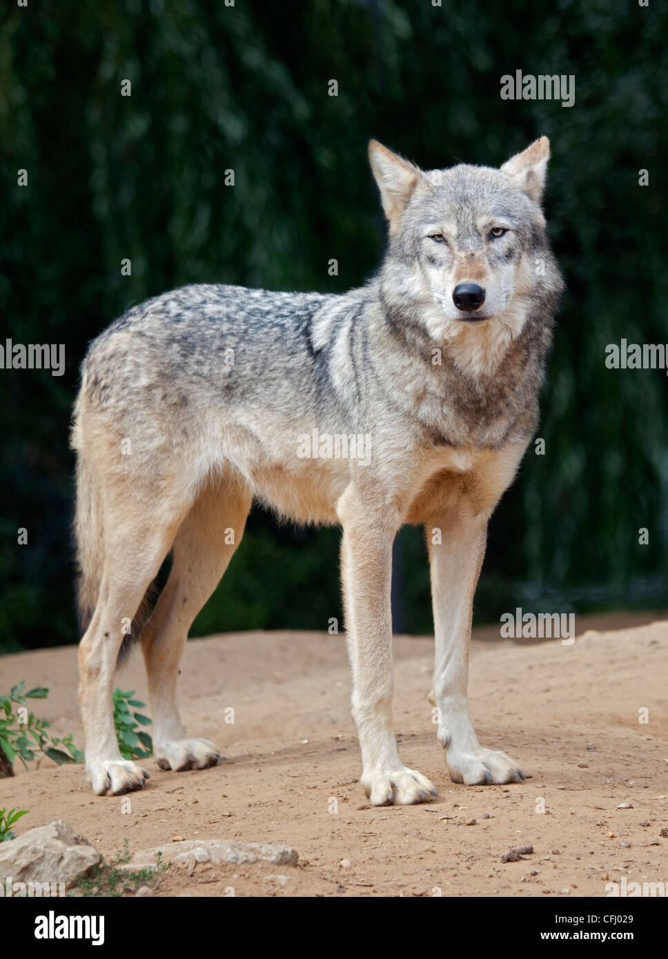 Lobos salvajes fotografías e imágenes de alta resolución - Página 20 - Alamy