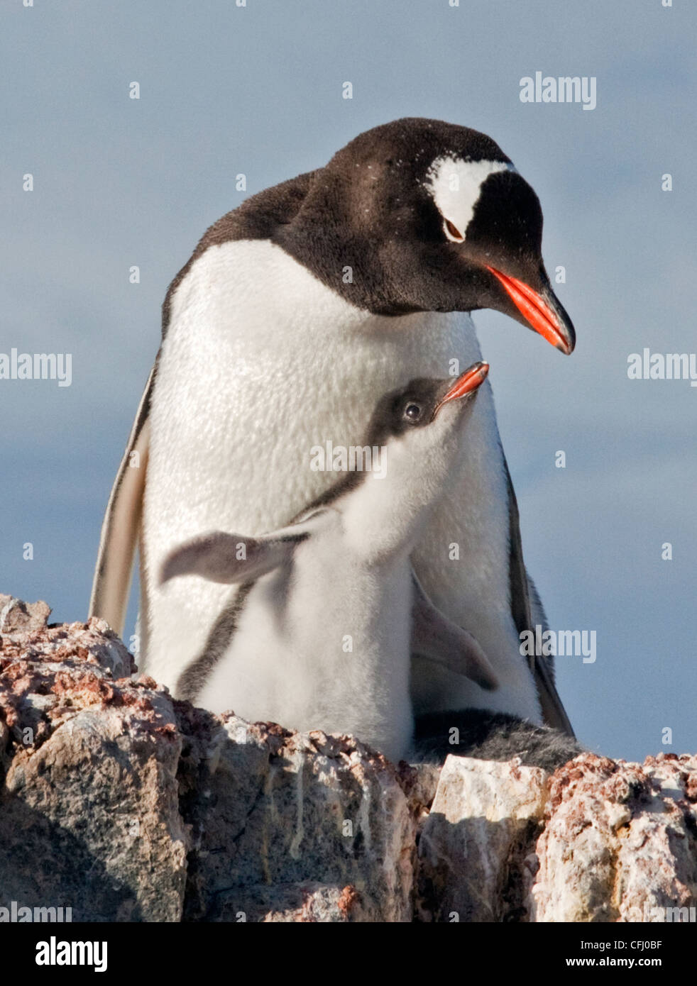 Pingüinos papúa (Pygoscelis papua) y el pollo en el nido, Puerto Lockroy, Península Antártica. Foto de stock