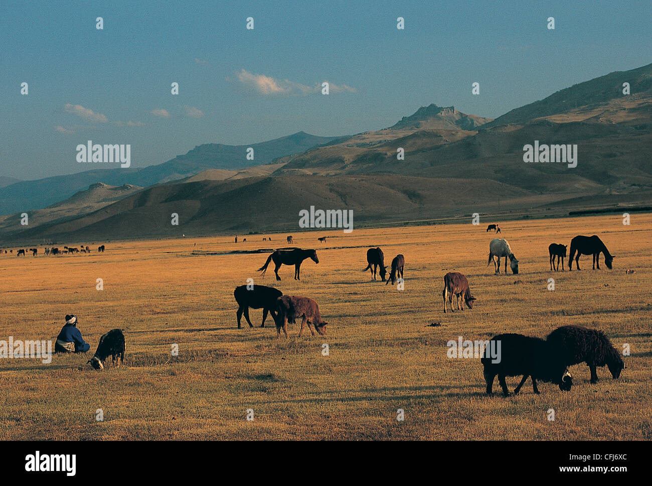 El pastoreo del ganado en las llanuras de Agri Dogubeyazit Turquía Foto de stock