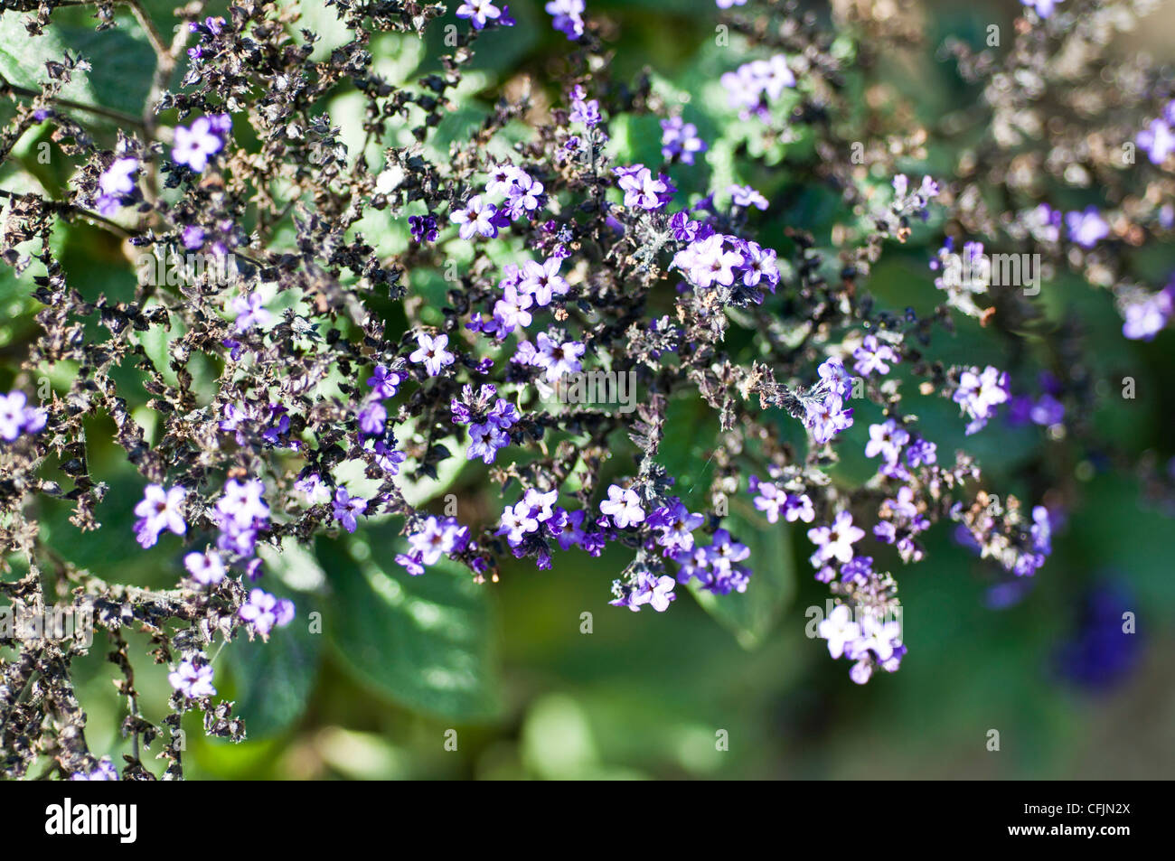 Flores azules de Heliotropium Arborescens var LeMoine, Boraginaceae Foto de stock