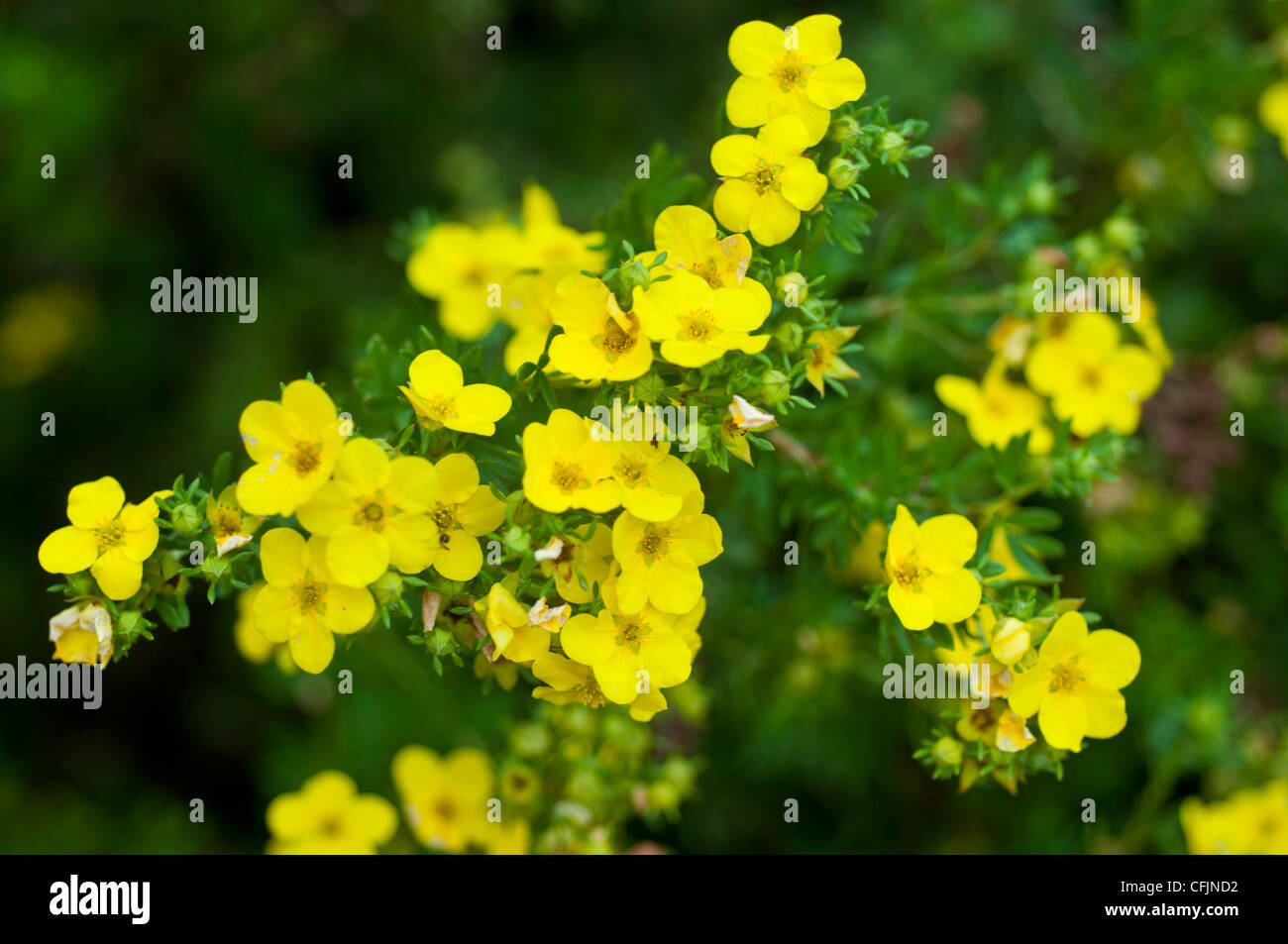Las pequeñas flores amarillas de arbustivas, Potentila cinquefoil fruticosa v amarillo Gem, Rosaceae Foto de stock