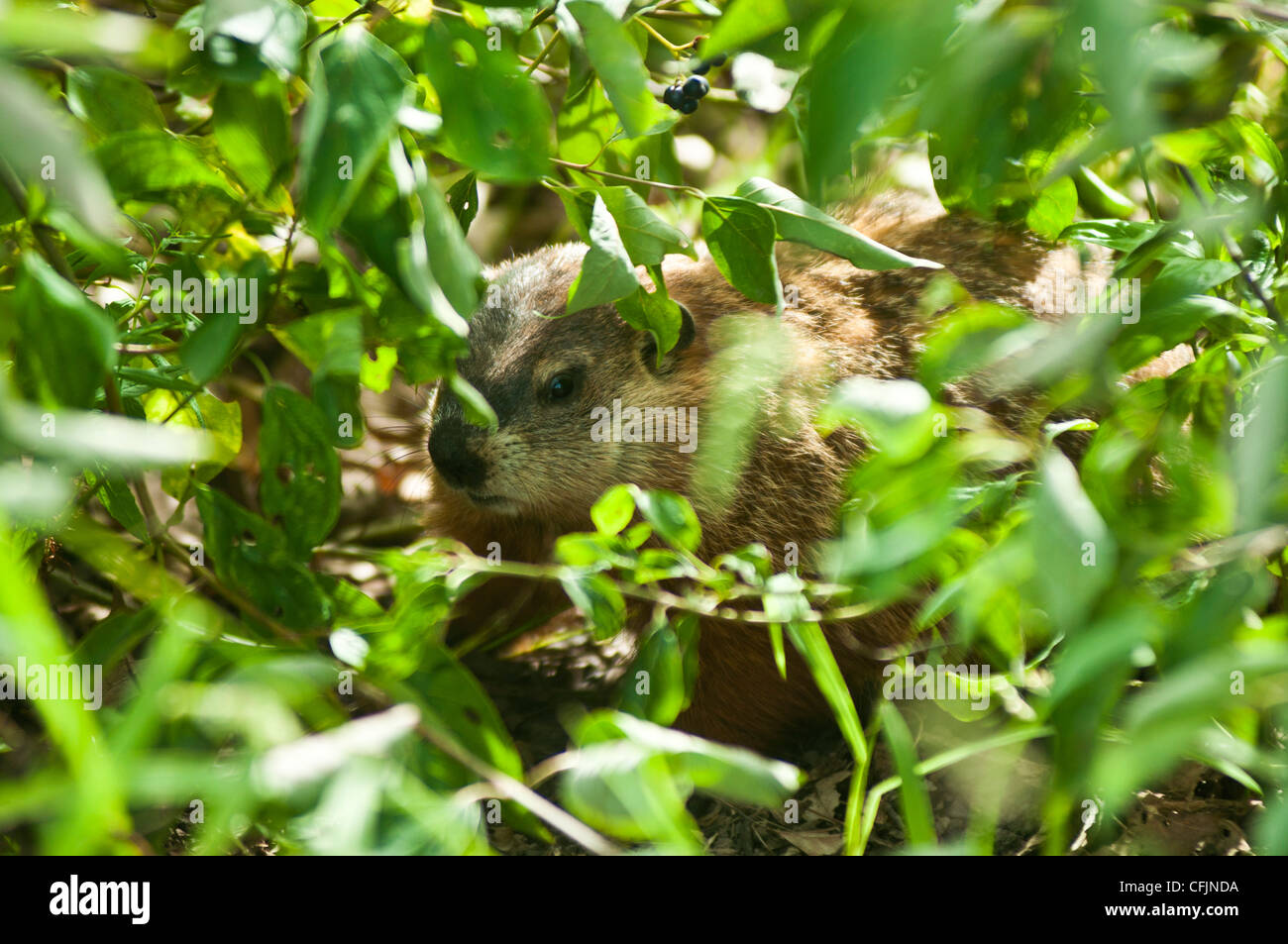 La marmota, Woodchuck, silbato-cerdo, Marmota monax escondidos en los arbustos Foto de stock