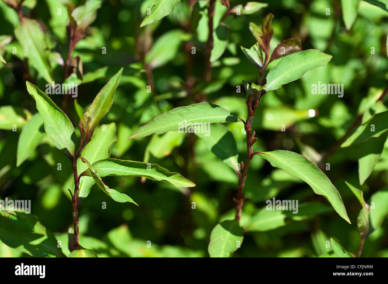 Planta verde de ramie, Boehmeria Nivea, Urticáceas, fibra vegetal Foto de stock