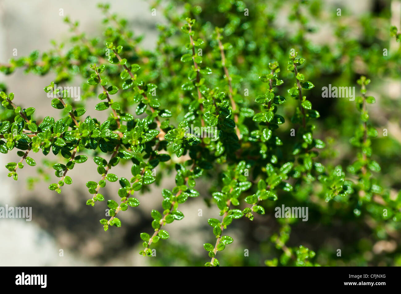 Planta verde de té, Nashia Moujean inaguensis, Verbenaceae Foto de stock