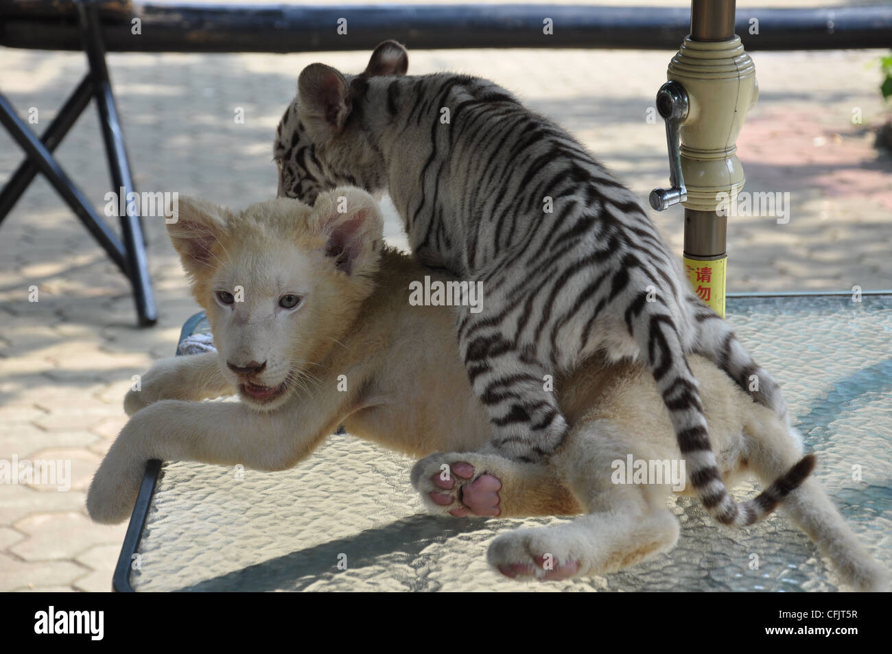 Un bebé tigre blanco y un bebé León Foto de stock