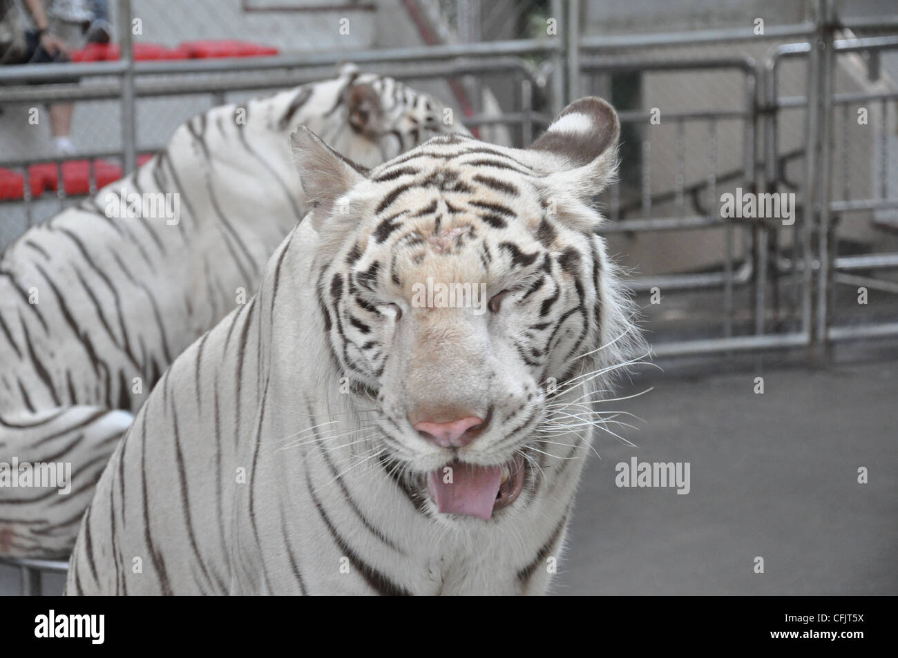 El tigre blanco sonriente Foto de stock