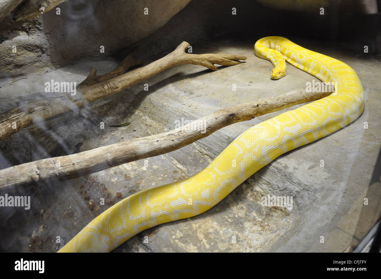 Serpiente amarilla Foto de stock