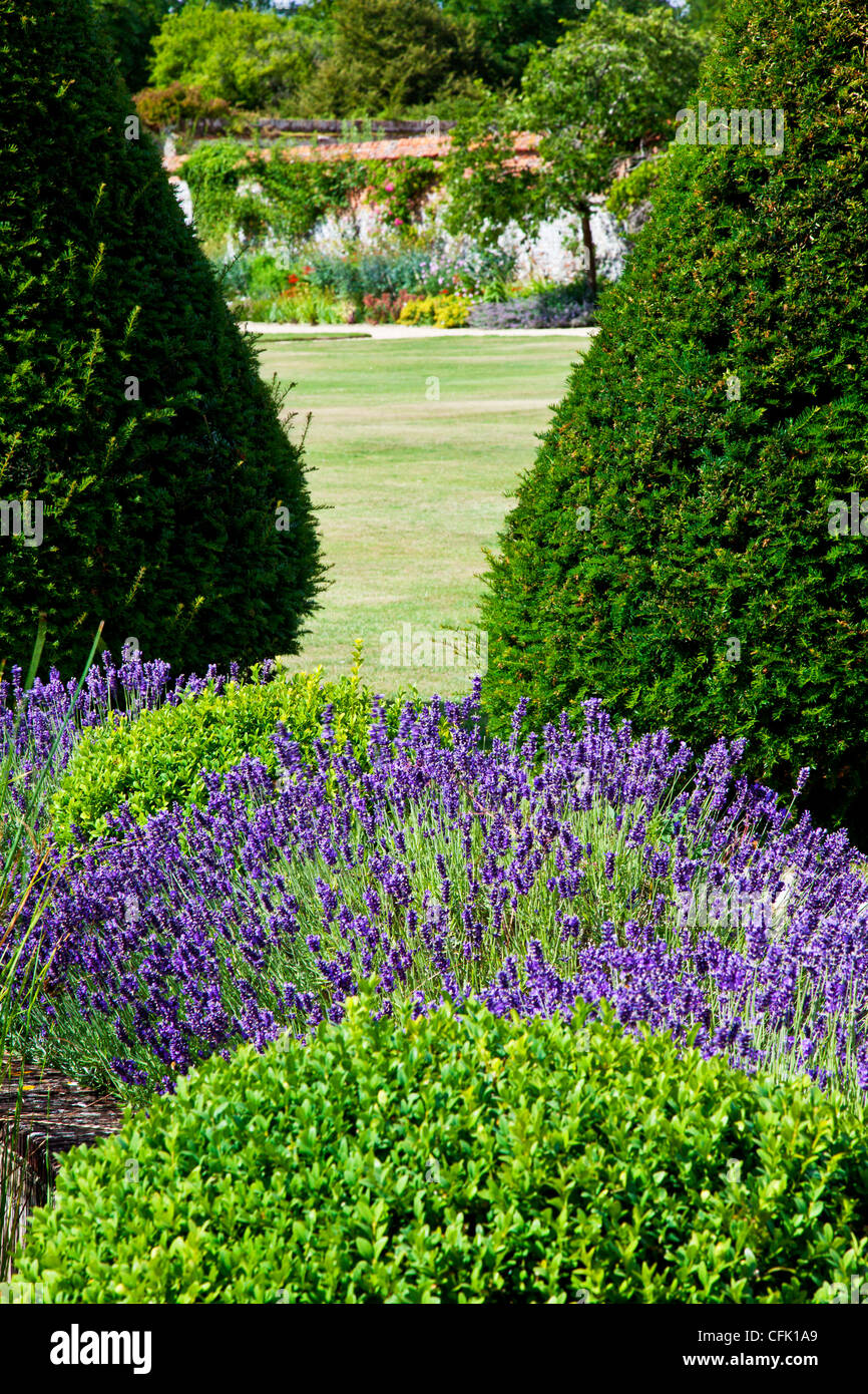 Y lavanda topiary en el English country garden de Littlecote Manor en Berkshire, Inglaterra, Reino Unido. Foto de stock